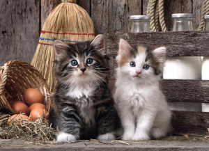 Lovely Kittens