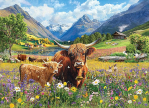 Highland Cows